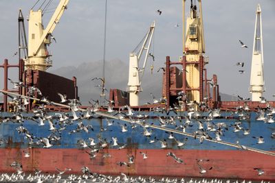 Terns around container ship at neighboring dock