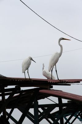 I loved all the birds at the shipyard and fish market