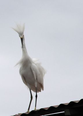 On a tin roof, an egret waited patiently for scraps