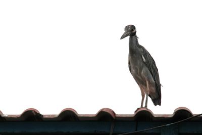 We walked into a building under the watchful eye of this heron.