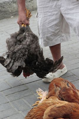 Outside the fish market one man was selling (barely?) alive chickens.