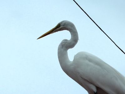Regal egret on roof, fish market on Manta shore