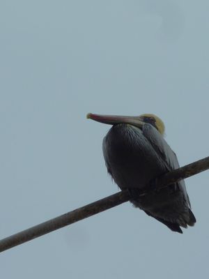 Peli on a cable, fish market