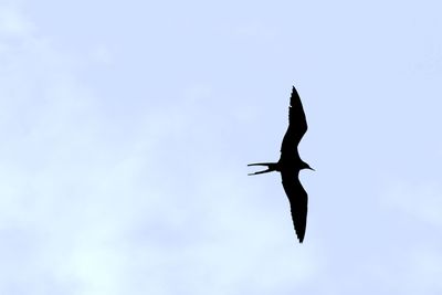  Swallow tailed kite