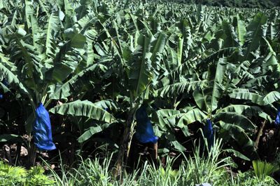 Bananas to be harvested & exported. We were told only 1 crop per year. 