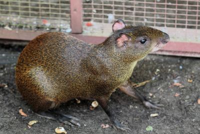 At the center, agoutis were running around furtively.