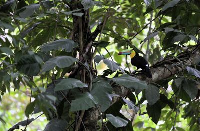 Double click picture to see a beautiful toucan.