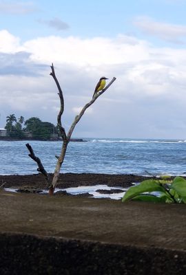 A beautiful bird and the Caribbean Sea