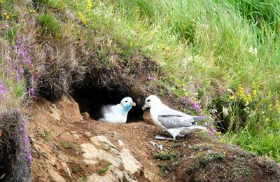 Videy gulls 