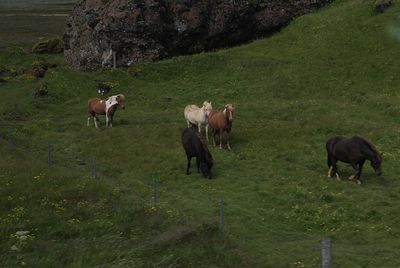 Icelandic horses from coach windows