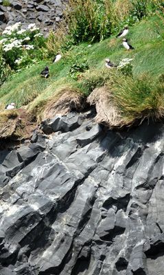 Puffins were very far up cliffs.  This is best picture I could get. 