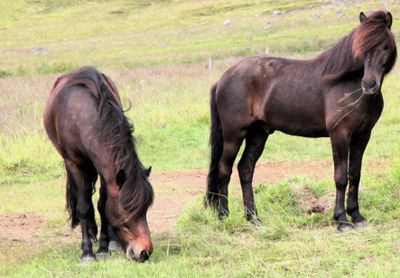 Horses on side of road. Howard & Hap had to call us back to the car.