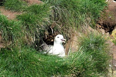 There were a few guests intermingled with the puffins 