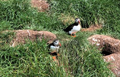 Puffin duo & burrow 