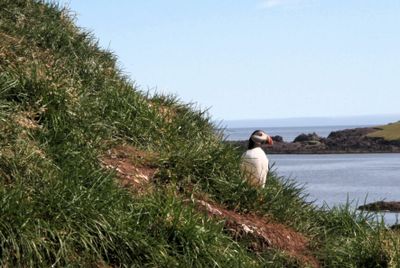 Puffin gazing out to sea 