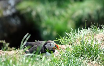 Puffin 