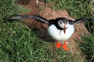 Puffin right below me 