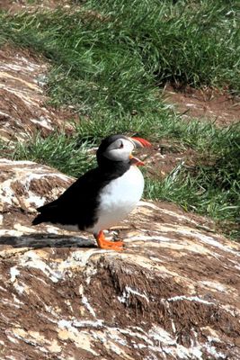 Puffin with mouth open 