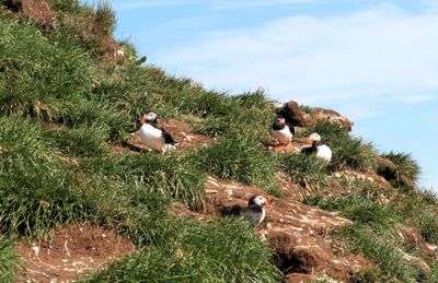 Puffins are very social birds 