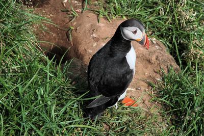 Puffin single 