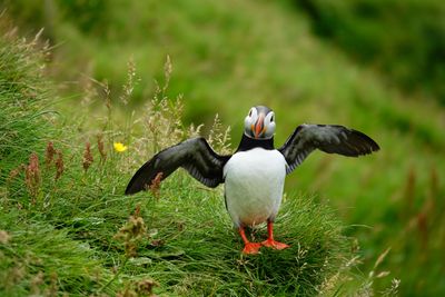 Drying wings
