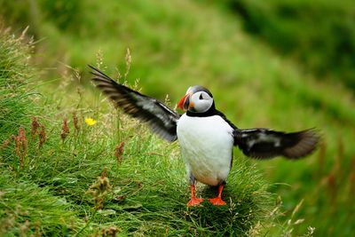 Another puffin drying wings (or landing?) 