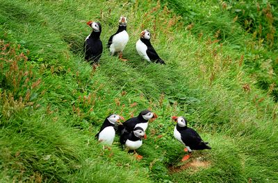 Took the Hop On bus from the ferry dock to the puffin colony. The cliffs that the puffins had adopted had tons of birds. 