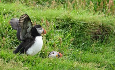 Puffins - one drying wings & one possibly on a nest. 