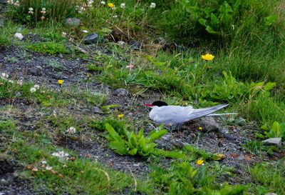 Arctic tern at Grotta was doing some territorial nesting 