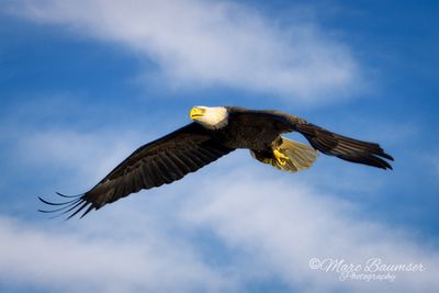 Bald Eagle 44716