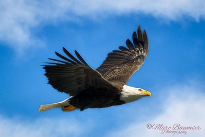 Eagles Of Conowingo Dam 46337