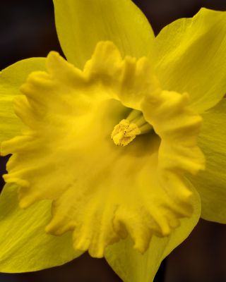 Daffodil 47243