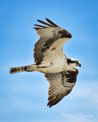 Osprey 49238