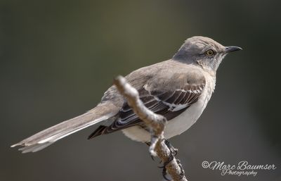 Northern Mockingbird 47298