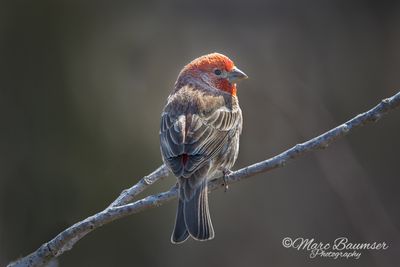 House Finch 47321