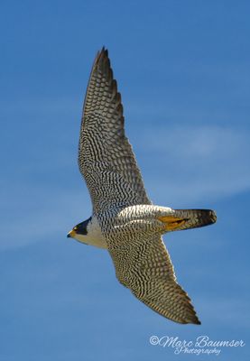 Peregrine Falcon 49960