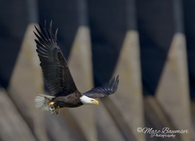 Bald Eagle with Fish 50187
