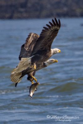 Bald Eagle 50386