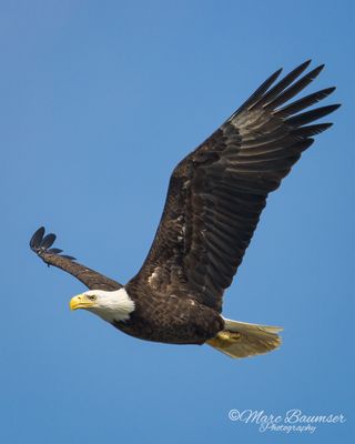 Bald Eagle 50415