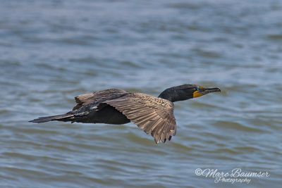 Double-crested Cormorant 50643