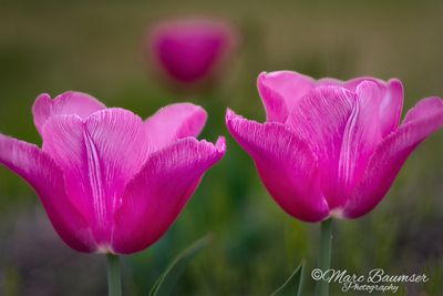Tulips 51235-36