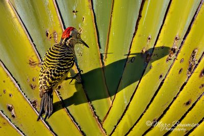 Hispaniolan Woodpecker 51348