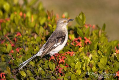 Northern Mockingbird 51404