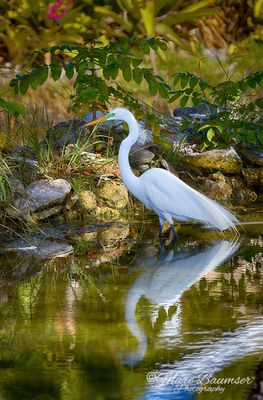 Great White Egret 51478_82 HDR