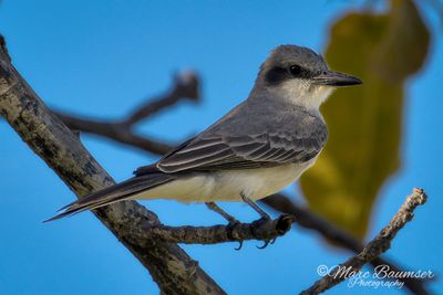 Gray Kingbird 51525