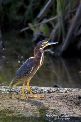 Green Heron 51509