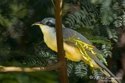 Mangrove Cuckoo 51826