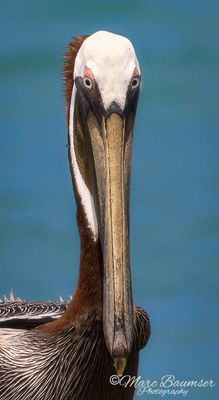 Brown Pelican 51892
