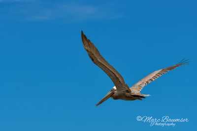 Brown Pelican 51908