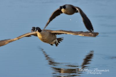 Canada Geese 52566